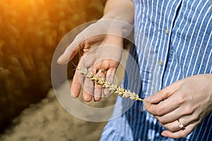 Spike of wheat in woman hands close up