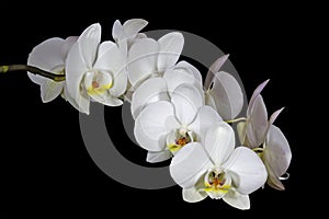 Spike of White Phalaenopsis Orchids on Dark Backgr