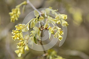 Spike winter hazel Corylopsis spicata, yellow flowers