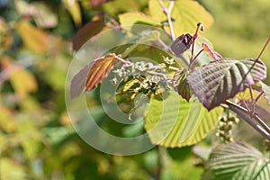 Spike winter hazel fruits and leaves