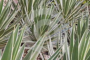 Spiked agave leaves