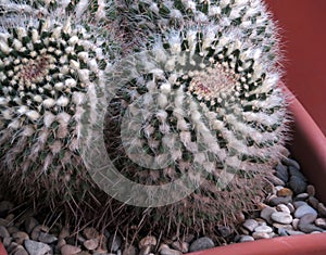 Spiked cacti in a ceramic pot