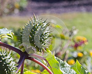 Spiked Green Plant