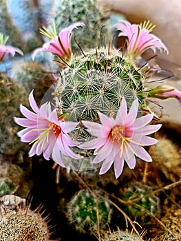 Spiked mini Cactus Blooming pink Flower Blossoms Succulent plant Nature Desert native Foliage Photography