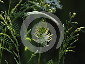 Spiked Rampion in Countryside With Grasses photo