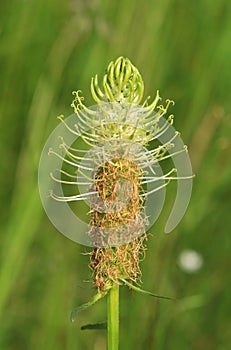 The spiked rampion flower blooming