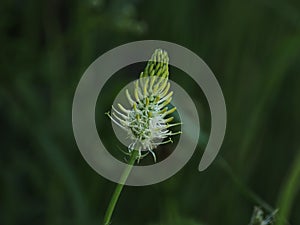 Spiked Rampion against Dark Background photo