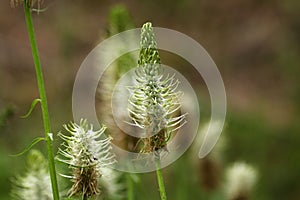 Spiked rampion (Phyteuma spicatum) photo