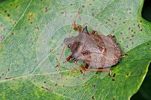 Spiked Shieldbug - Picromerus bidens, basking on a leaf. photo