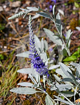 Spiked speedwell flower Pseudolysimachion spicatum, Syn. Veronica spicata subsp. incana