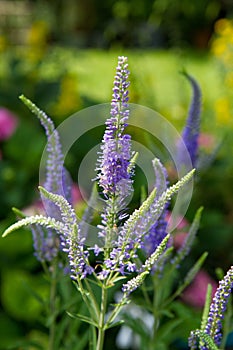 The Spiked speedwell plant