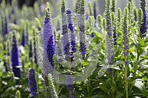 Spiked speedwell or Pseudolysimachion spicatumcompact,