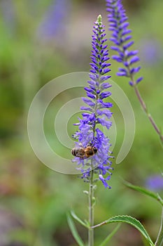 Spiked speedwell Veronica spicata subsp. spicata purple-blue flowers with honeybee