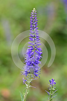 Spiked speedwell Veronica spicata subsp. spicata raceme with purple-blue flowers