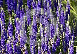 Spiked speedwell, veronica spicata, in Vail Village, Colorado.