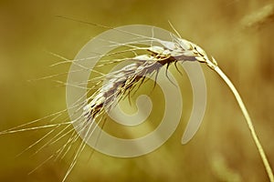 Spikelet