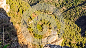 Spikelet against the background of the forest in Siurana de Prades, Tarragona, Spain.