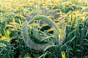 Spikelet of barley against the background of a barley field