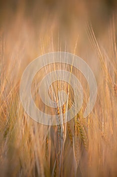 Spikelet of barley in a dense field. Barley field in the golden glow of the evening sun. Spikelets background on the