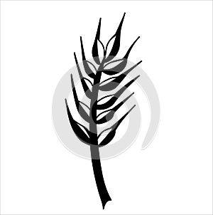 Spikelet. Botanical vector illustration of a plant in Doodle style