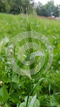 Spikelet in droplets