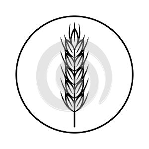 Spikelet of grain crop. Wheat, rye, rice