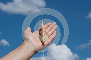 Spikelet on the palm