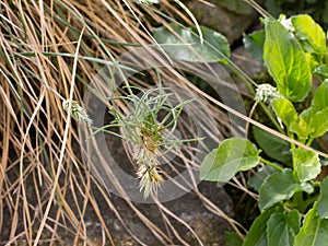 Spikelet of vivipary grass Sesleria rigida