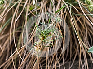 Spikelet of vivipary grass Sesleria rigida photo