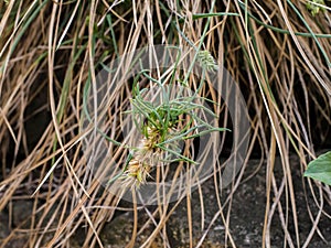 Spikelet of vivipary grass Sesleria rigida photo