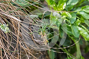 Spikelet of vivipary grass Sesleria rigida photo