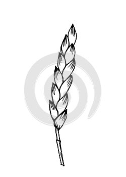 Spikelet of wheat, cereal crop, organic plant cultivation, seasonal harvest agriculture.