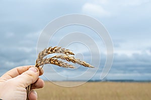 Spikelet with wheat grains in the hand of a man