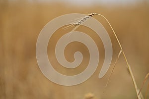 A spikelet of wheat in the right part of the image on a blurred background of a yellow wheat field