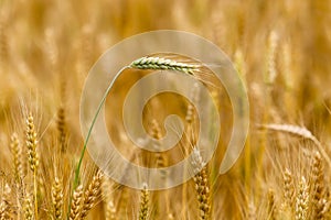 Spikelet of yellow, golden wheat on the field. Wheatear. Wheat field in summer afternoon