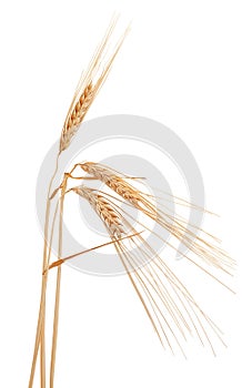 Spikelets of barley