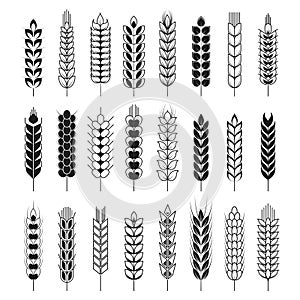 Spikelets or cereal wheat or rye ears vector isolated icons set