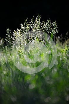 Spikelets in the counterlight.