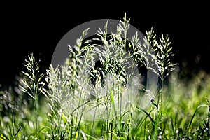 Spikelets in the counterlight.