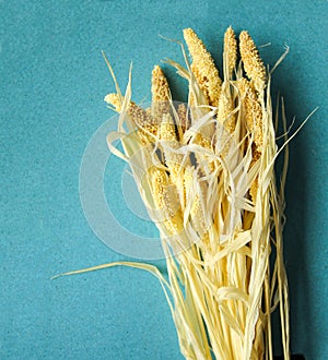 Spikelets of dried flower SetÃÂ¡ria itÃÂ¡lica