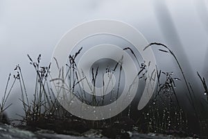 Spikelets in drops of water on a background of fog
