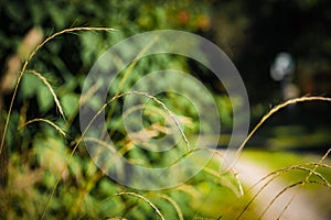 Spikelets of dry grass in summer