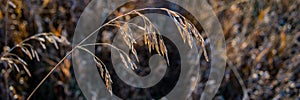 Spikelets of a dry plant on a blurred background in the morning. Banner for design