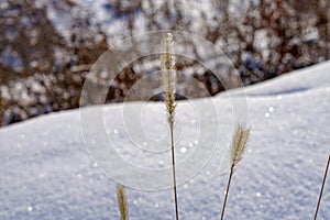 Spikelets of dry winter grass in the snow