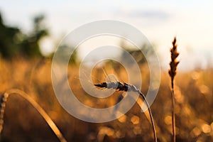 Spikelets gold color, backlit, natural summer background. Photo of wheat field at sunrise sun burst. glitter overlay