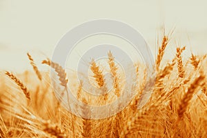 Spikelets of golden wheat on field. Beautiful nature landscape rural on the sunset.