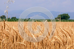 Spikelets of golden wheat ready to harvest on a village field in northern Italy Selective Focus