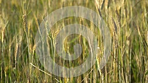 Spikelets of golden wheat swaying in the light wind on a summer day in the field.