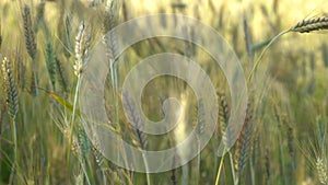 Spikelets of golden wheat swaying in the light wind on a summer day in the field.