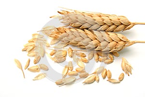 Spikelets and Grains of Wheat